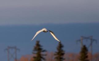 hibou des neiges en vol photo