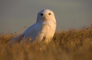 harfang des neiges au coucher du soleil photo