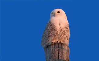 harfang des neiges sur poteau photo