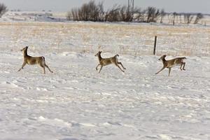 cerf en hiver photo