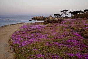 côte de monterey californie photo