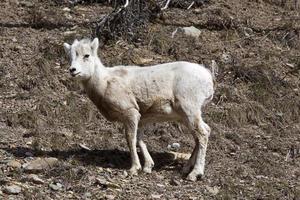 moutons des montagnes Rocheuses photo