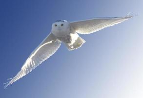 hibou des neiges en vol photo