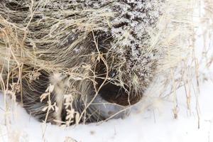 porc-épic en hiver photo