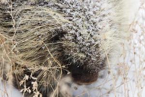 porc-épic en hiver photo