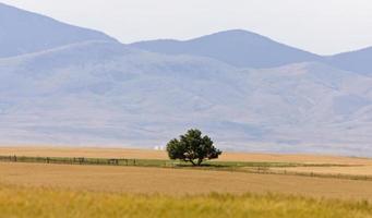 scène rurale du sud de l'alberta prairie photo