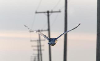 hibou des neiges en vol photo