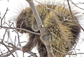 porc-épic dans l'arbre photo