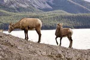 moutons des montagnes Rocheuses photo