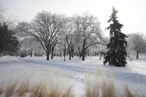 prairie de givre photo