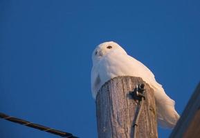 harfang des neiges sur poteau photo