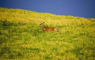 cerf dans le champ des agriculteurs photo