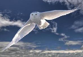 hibou des neiges en vol photo