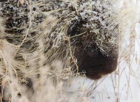 porc-épic en hiver photo