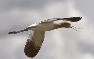 avocette en saskatchewan canada en vol photo