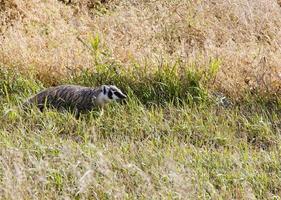 blaireau jeune saskatchewan photo