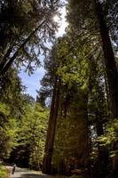 séquoias géants californie photo