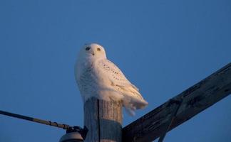 harfang des neiges sur poteau photo