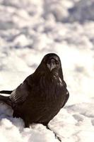 corbeau dans la neige photo