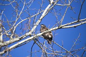 aigle royal dans l'arbre photo