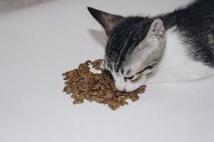 chat tigré mange de la nourriture sèche pour chat du sol blanc photo