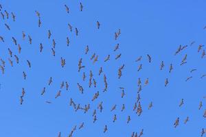 regardant la tornade de grues photo