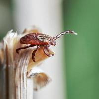 Acarien ixodes assis sur le dessus d'une herbe sèche. photo macro