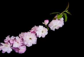 fleur de sakura de printemps photo