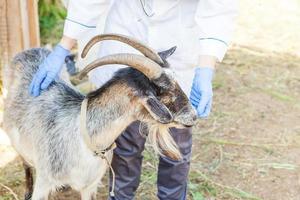 jeune femme vétérinaire avec stéthoscope tenant et examinant une chèvre sur fond de ranch. jeune chèvre avec des mains vétérinaires pour un contrôle dans une ferme écologique naturelle. concept de soin des animaux et d'agriculture écologique. photo