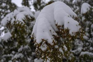 forêt d'hiver, branches d'arbres pour aller sous le poids de la neige. photo