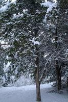 forêt d'hiver, branches d'arbres pour aller sous le poids de la neige. photo