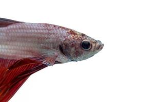 poisson de combat siamois blanc et rouge, isolé sur fond blanc. photo