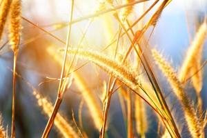 Fleur d'herbe de mission ou pennisetum pedicellatum herbe sèche sur le coucher du soleil de prairie gramineae poaceae photo