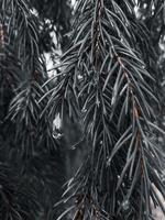 branche d'épinette, aiguilles d'épinette noir-blanc photo