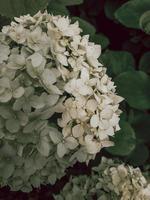 bourgeons d'hortensias blancs photo