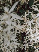 texture de fleurs blanches photo