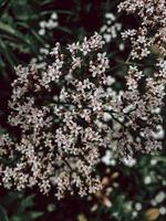 petites fleurs violettes et blanches. photo