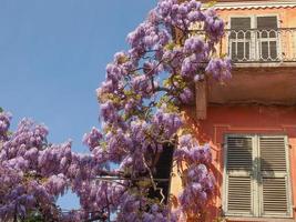 plante de glycine glycine fleur rose photo