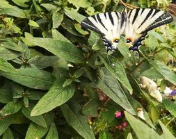 papillon machaon est assis sur des fleurs et des feuilles vertes parc de jardin d'été photo