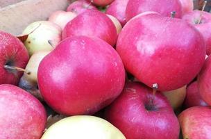 fond de pommes rouges. fruits frais savoureux et sucrés. photo