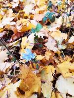fond de feuilles d'érable jaune. feuilles d'automne photo