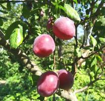 les prunes violettes mûres poussent sur une branche. journée ensoleillée d'été jardinage fruits, récolte photo