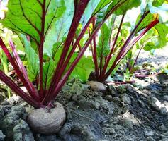 betteraves poussant dans le lit de jardin. feuilles colorées, récolte, été, jardinage, légumes, ferme, place pour texte, espace copie photo