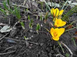 les crocus fleurissent dans le jardin. bannière avec des fleurs de printemps jaunes. place pour le texte. photo