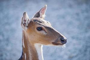 coup de tête d'un cerf. photo