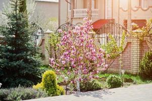 arbre de magnolia avec arbre de noël devant la maison, cour avant. conception paysagère du bâtiment de façade. photo