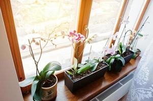 fleurs d'orchidées en pots sur la fenêtre de l'appartement photo