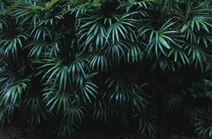 fond de feuille verte tropicale, thème de ton sombre. photo