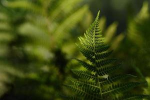 feuille de fougère dans la forêt rétro-éclairée par les rayons du soleil du matin. photo