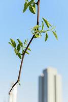 branche d'arbre en fleurs sur fond de gratte-ciel photo